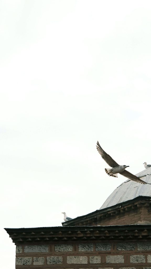 como controlar plagas de aves