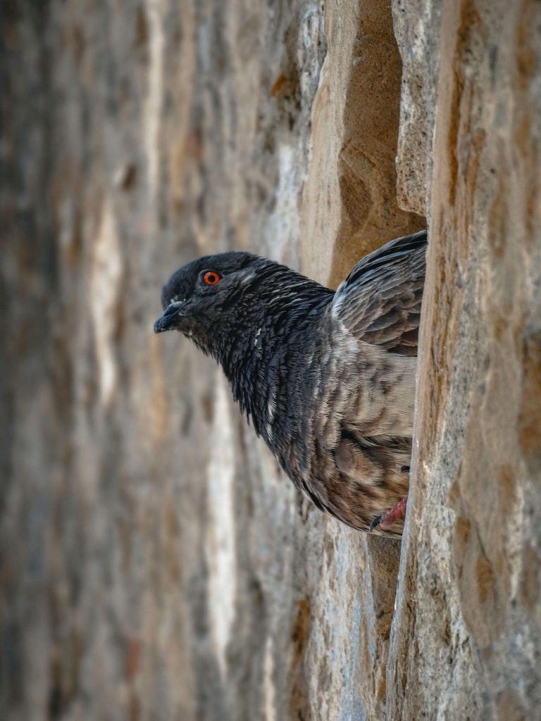 ahuyentador de palomas