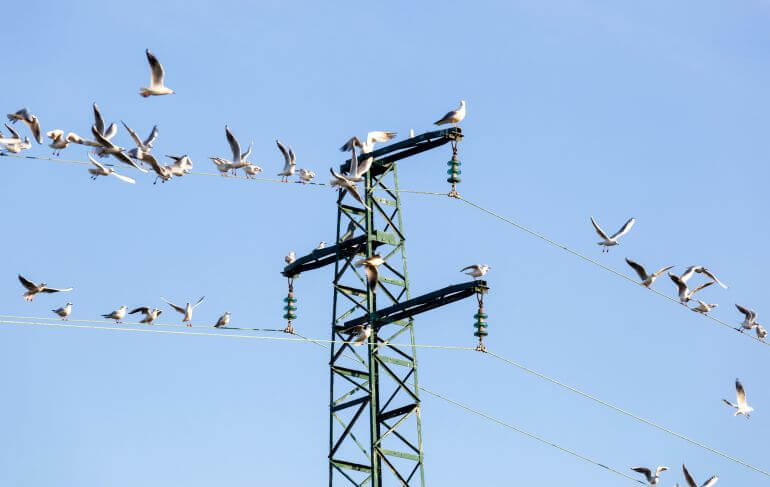 servicio de control de aves