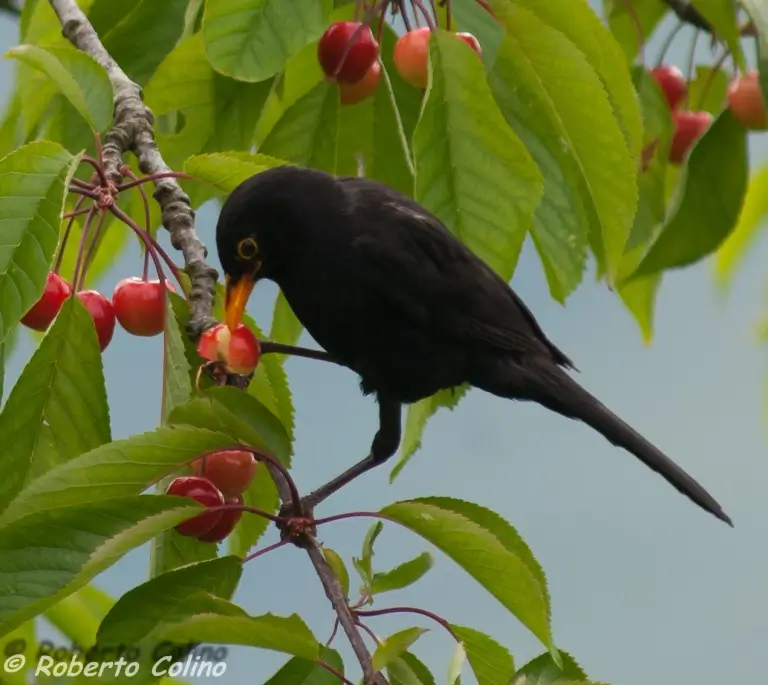 productos para el control de aves