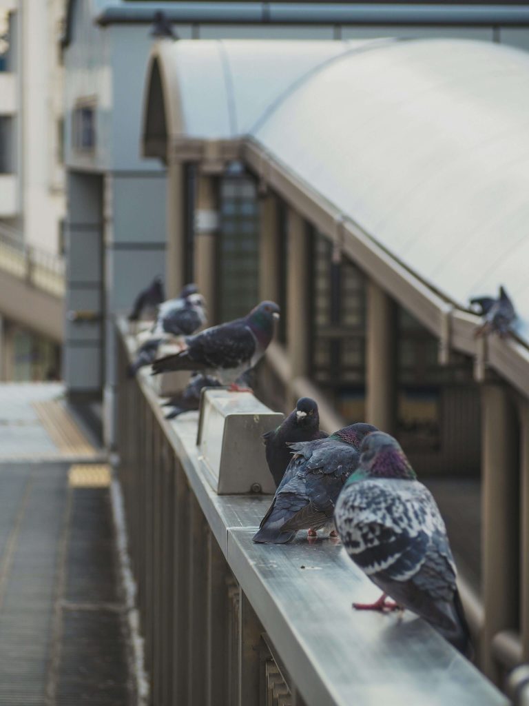 tecnologias para el control de aves