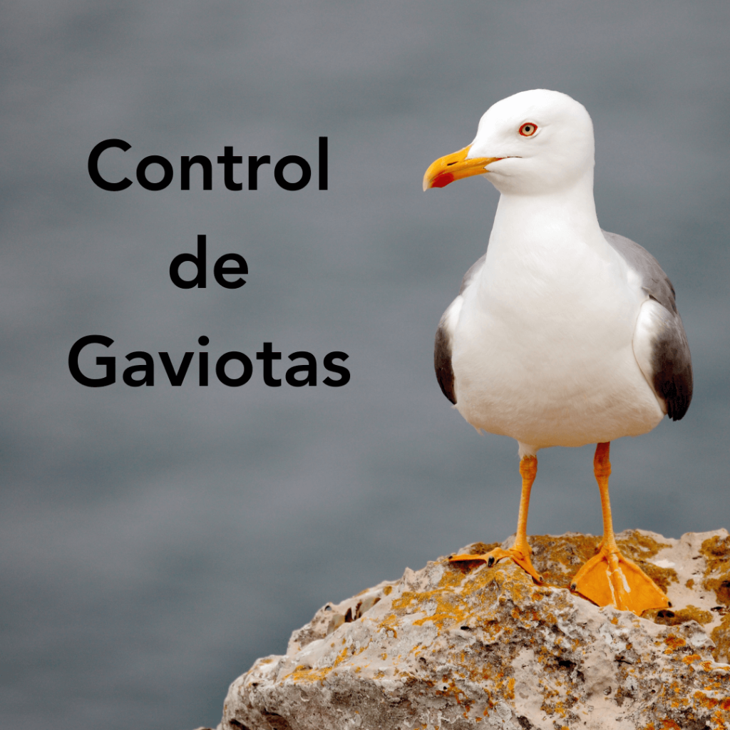 Control de Gaviotas