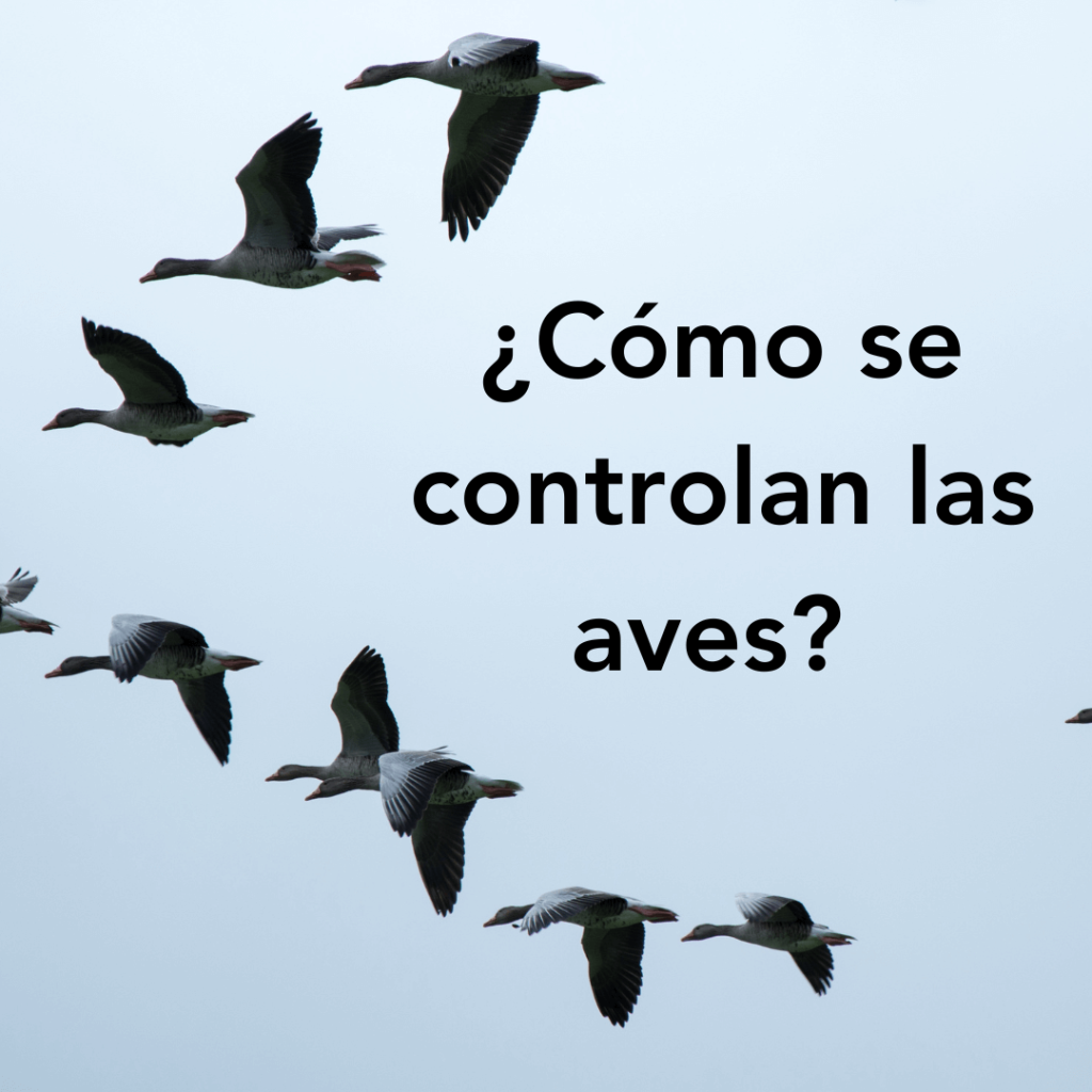 ¿cómo se controlan las aves?