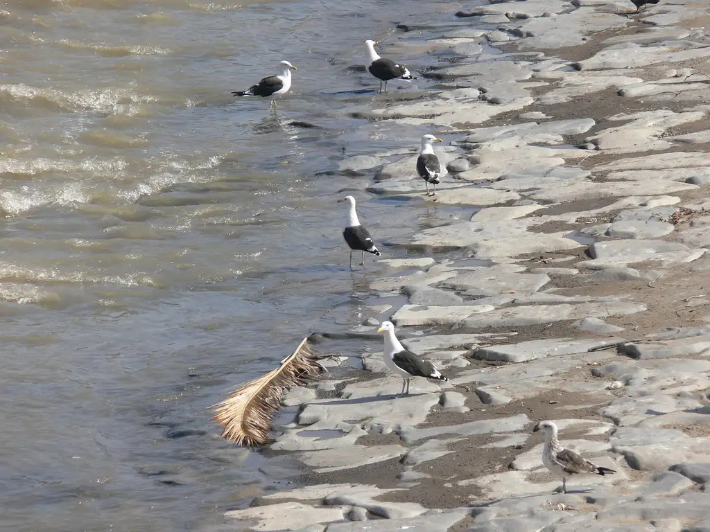 sistemas para ahuyentar pájaros