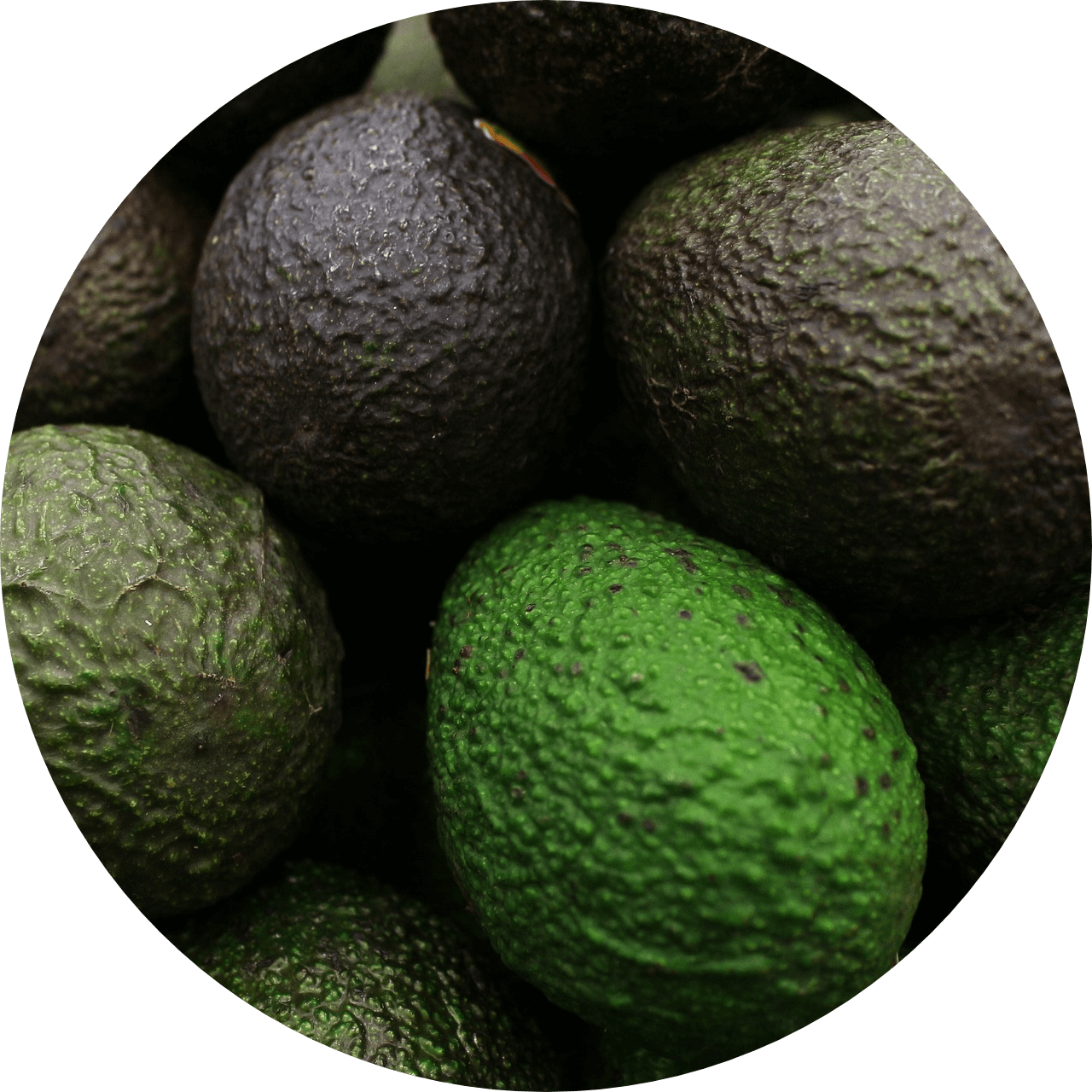 Palta