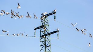 control de plagas de aves en industria eléctrica